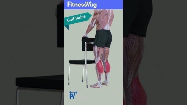 'Calf Raise Exercise | Muscle Map of Calf Raise'